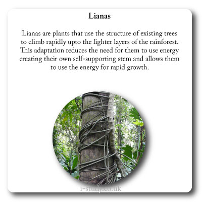 Rainforest adaptations, lianas, vines